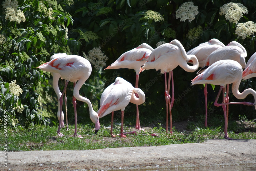Flamingos Flamingos