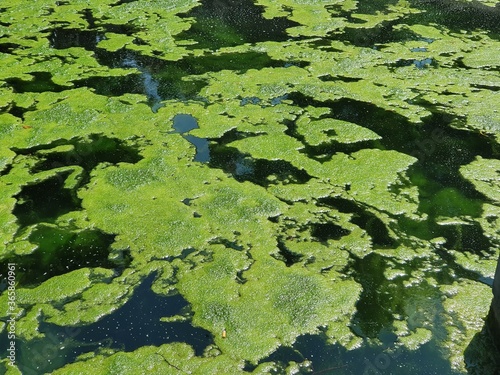 Teich mit Algen und Moos