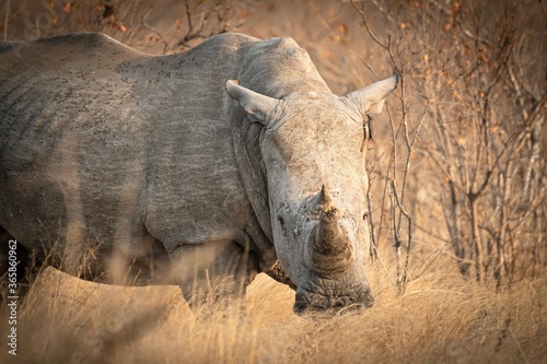  Please  don t shoot  .   Species  white rhinoceros  Ceratotherium simum    .   Location  Kruger National Park  South Africa           