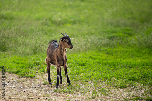 small goat of Nubian breed stands on a field with green grass, brown goat, farming, village, pet, thoroughbred animal, goat baby © Natallia Lipchanka