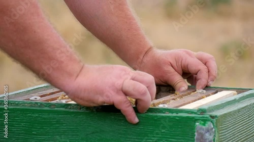 Wooden Frames with Honey are Separated by Empty Honey Frames in the Hive. Bee Swarm on the Apiary Still Has a Place to Build Honeycombs and Store Fresh Honey.