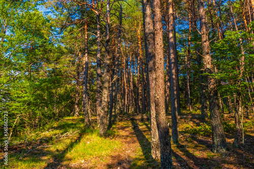 A picturesque shot of a pine forest in the evening illuminated by warm summer sunlight (French Alps)