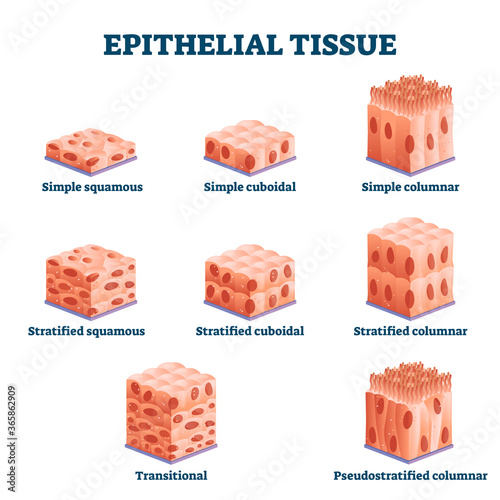 Epithelial tissue with labeled squamous, cuboidal and columnar examples.