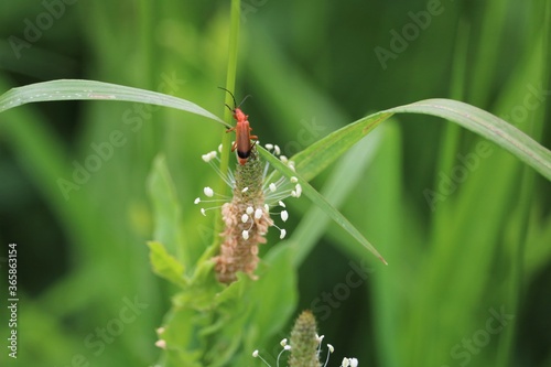 Rhagonycha fulva