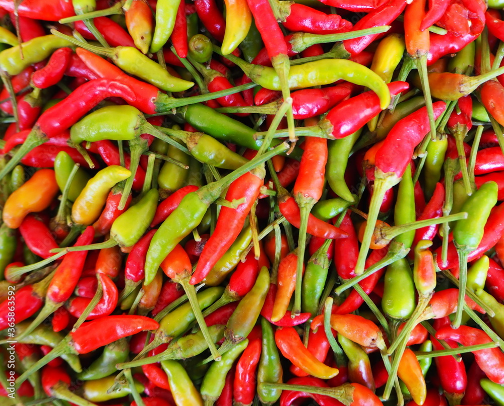 red and green chili peppers red and green chili peppers