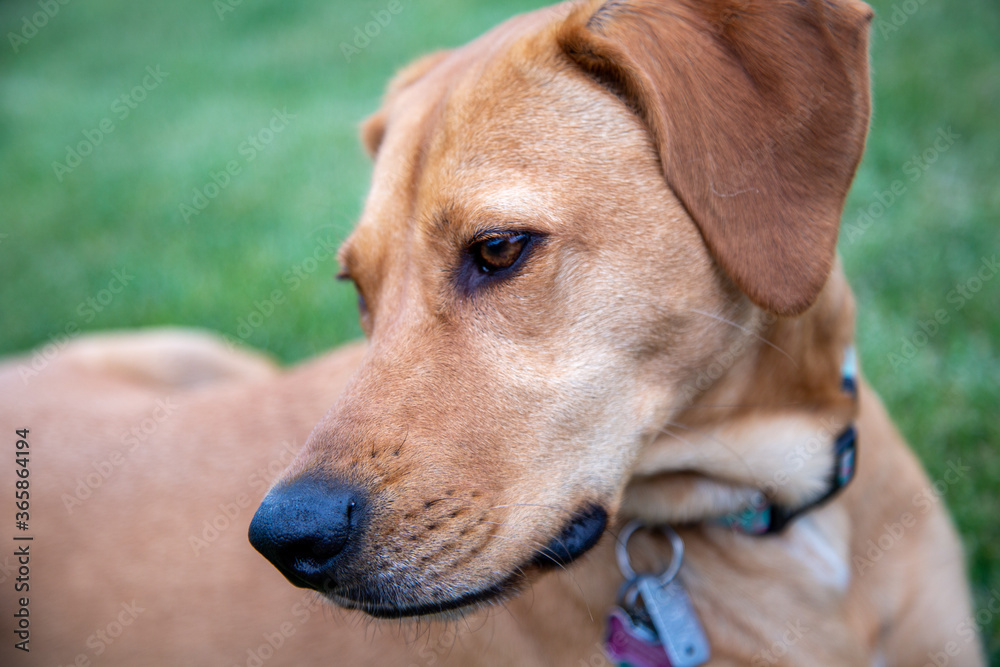 close up of a dog