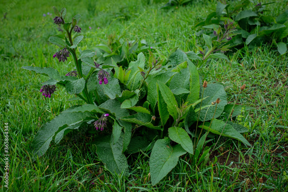 Comfrey (Symphytum officinale) with lilac flowers Comfrey (Symphytum officinale) with lilac flowers