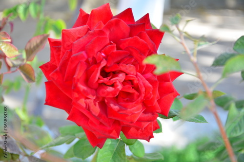 red rose in garden
