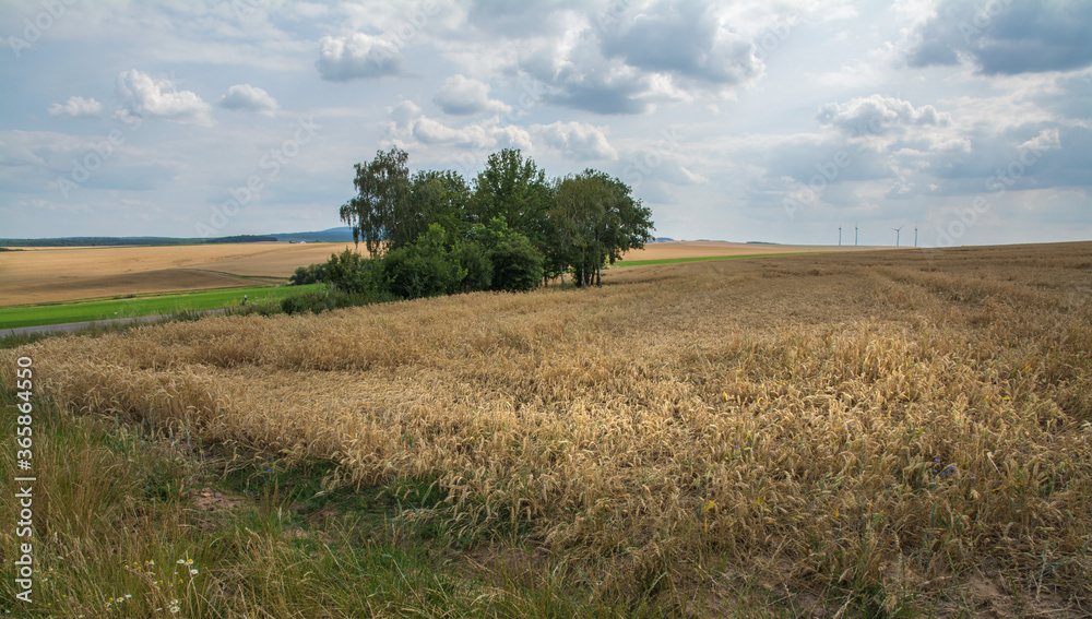 getreidefelder in der pfalz