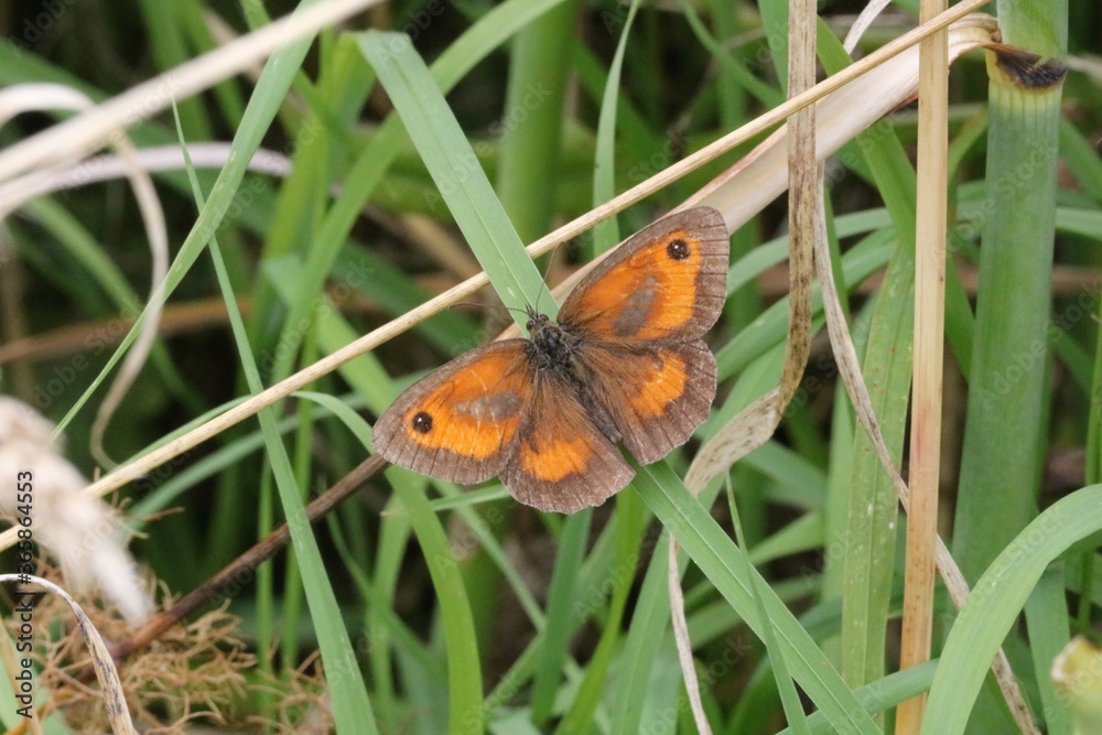 Obraz premium Amaryllis