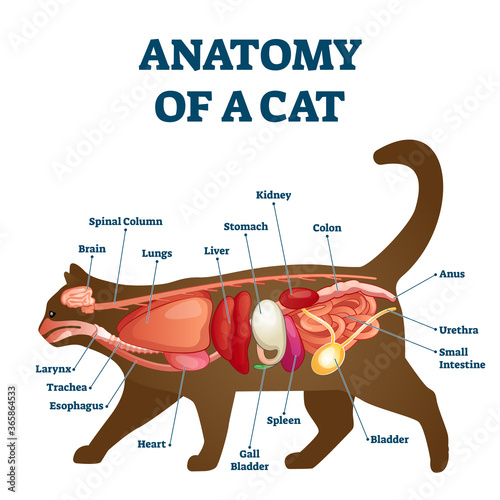 Anatomy of cat with inside structure and organs scheme vector illustration. photo