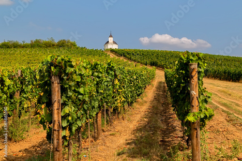 фотографія Landscape with vineyard, and small white chapel.