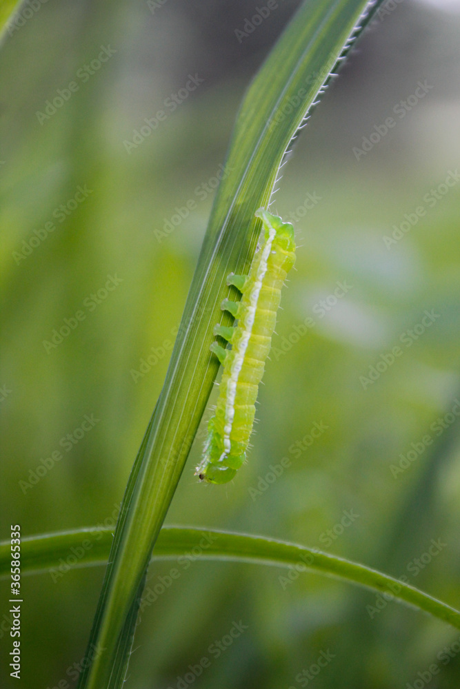 green caterpillar on a leaf