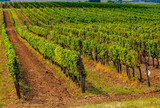 Vineyard in Tokaj, Hungary.Tokaj Wine Region Historic Cultural Landscape is UNESCO World Heritage Site.