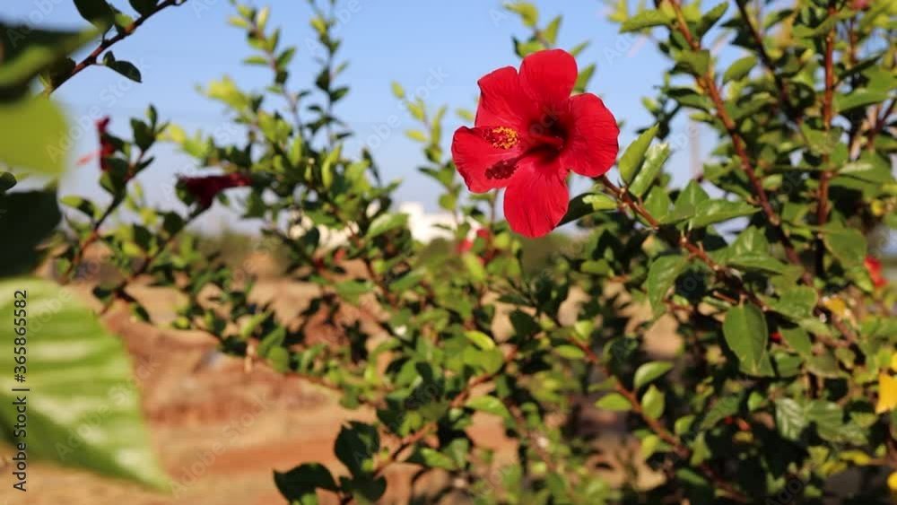 Closeup beautiful red flower of hibiscus. Tropical blooming plant. Closeup beautiful red flower of hibiscus. Tropical blooming plant.