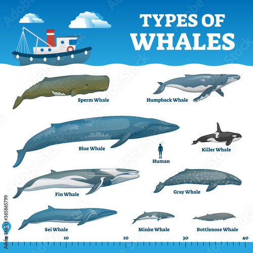Obraz na płótnie Types of whales educational labeled wildlife comparison vector illustration