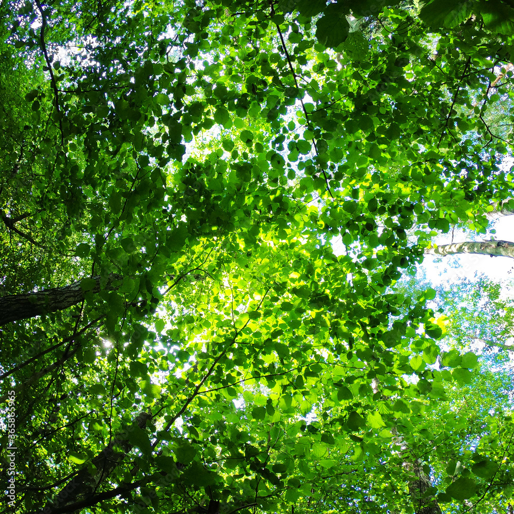 Fototapeta premium Green foliage of trees from above. Bottom up view. Square photography