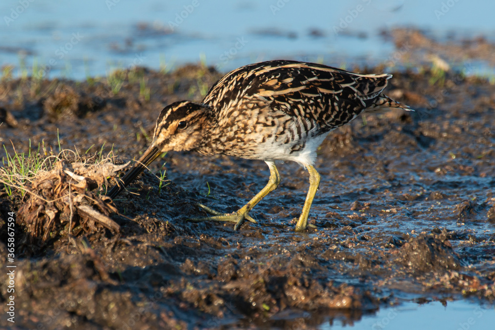 Bécassine des marais,.Gallinago gallinago, Common Snipe Bécassine des marais,.Gallinago gallinago, Common Snipe