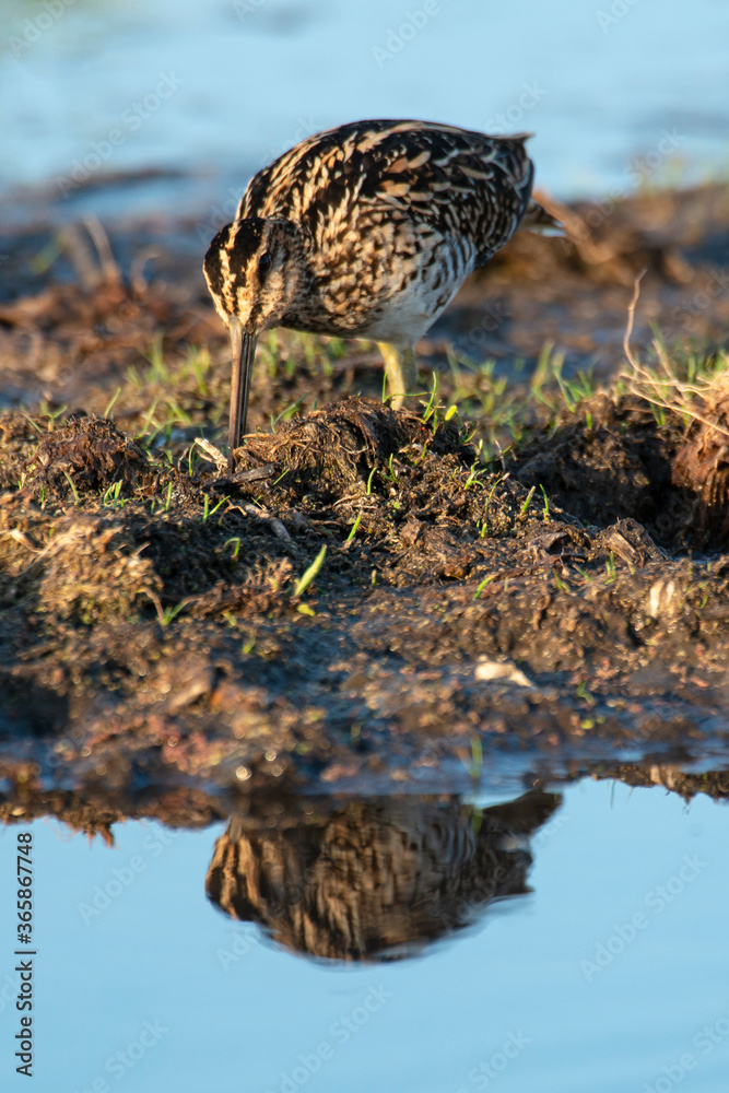 Bécassine des marais,.Gallinago gallinago, Common Snipe Bécassine des marais,.Gallinago gallinago, Common Snipe