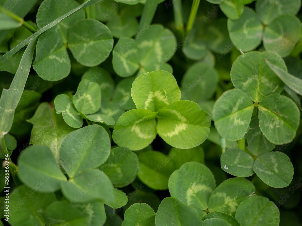 green clover glade with three leaves close-up green clover glade with three leaves close-up