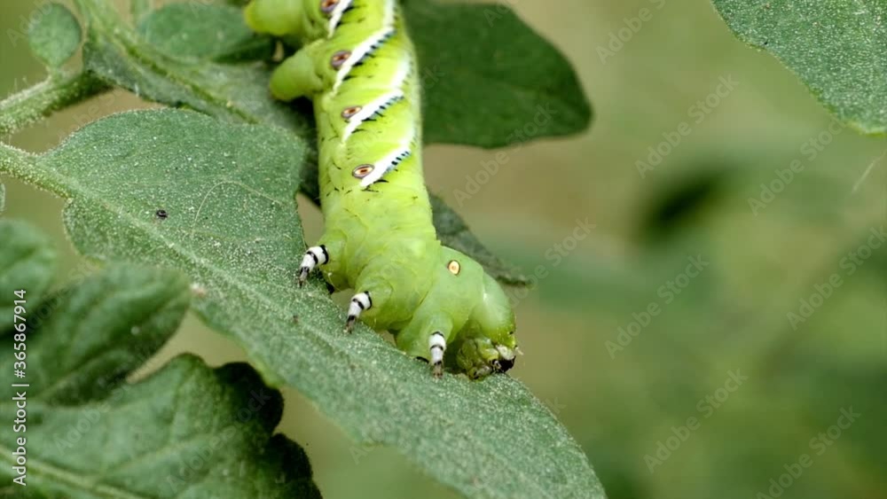 Close up macro tobacco hornworm pest caterpillar bug eating leaf of valuable garden crop tomato plant