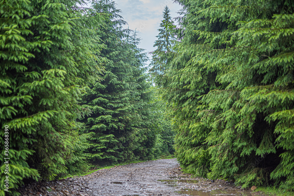Fototapeta premium Old stone road in the forest at dusk.