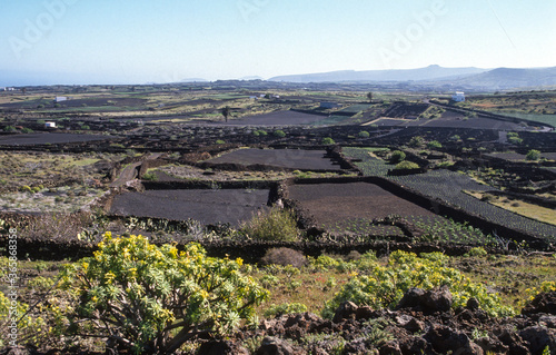 Cultures, vignes, lave, volcan, Ile de Lanzarote, Iles Canaries, Espagne