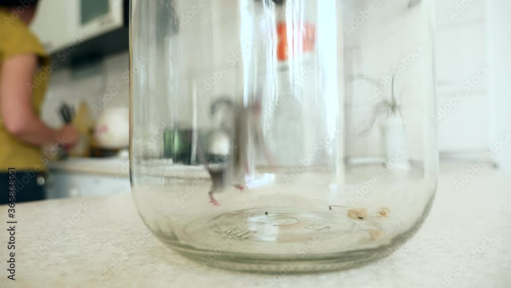 Close-up Housewife Looking at Scared Mouse Trapped in Glass Bottle on Kitchen Counter top. Slow motion Close-up Housewife Looking at Scared Mouse Trapped in Glass Bottle on Kitchen Counter top. Slow motion