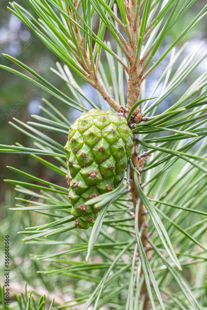 Fototapeta premium Pine branch with yang green cone. Close up view