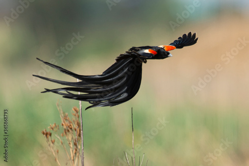 Euplecte à longue queue,.Euplectes progne, Long tailed Widowbird, Afrique du Sud photo