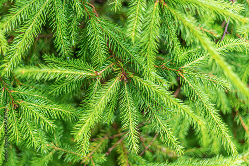 Spruce branches as a background. Fir branches close up.