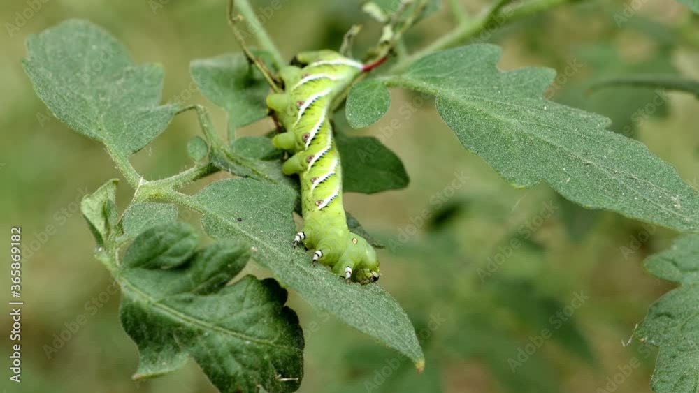 Tobacco hornworm pest caterpillar bug eating leaf of valuable garden crop tomato plant Tobacco hornworm pest caterpillar bug eating leaf of valuable garden crop tomato plant