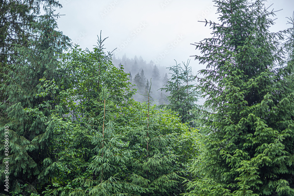 Spruce wild forest. A dense forest of fir trees in cloudy weather in the mountains. Carpathians. Spruce wild forest. A dense forest of fir trees in cloudy weather in the mountains. Carpathians.