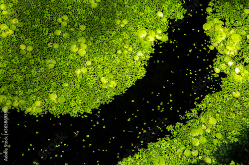duckweed graphic pattern floating over the pond