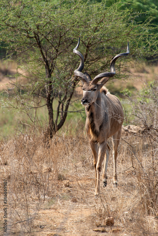 Grand koudou, Tragelaphus strepsiceros, Parc national Kruger, Afrique du Sud Grand koudou, Tragelaphus strepsiceros, Parc national Kruger, Afrique du Sud