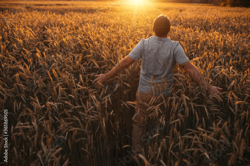 High up view picture of adult male farmer stand alone in middle of golden wheat field. Looking toward sun and keeping hands behind. Sunrise or sunset period.