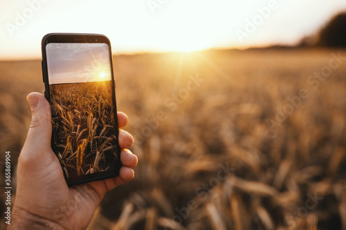 Picture of man's hand holding smartphone with beautiful picture on screen. Golden wheat or wheatears. Sunset or sunrise period. Phone advertisement.