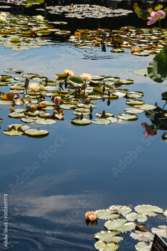 Water illy floating on water photo