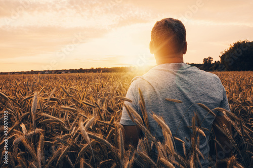 Back view of adult man farmer stand alone and look at sunset or sunrise in sky. Guy stand on golden wheat field among wheatears. Ripe harvest time. Sun shines in sky.