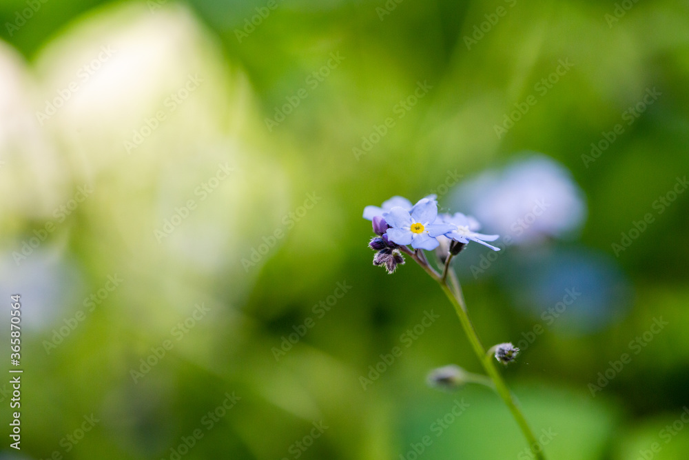 Forget-me-not flowers in spring