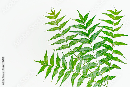 Fresh green neem leaves on white background.