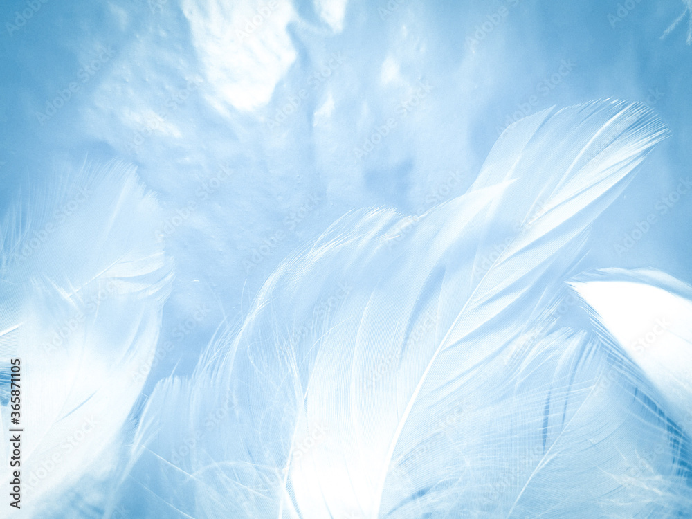 Obraz premium Beautiful abstract colorful blue feathers on white background and soft white feather texture on blue pattern and blue background, feather background, blue banners