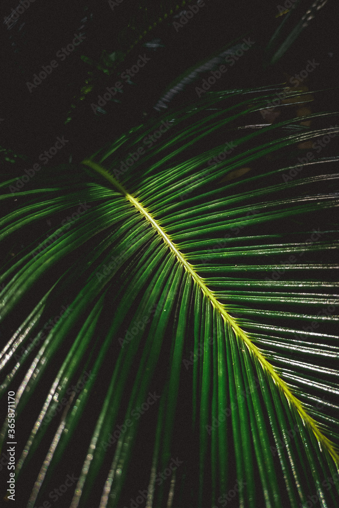 Obraz premium palm tree on black background