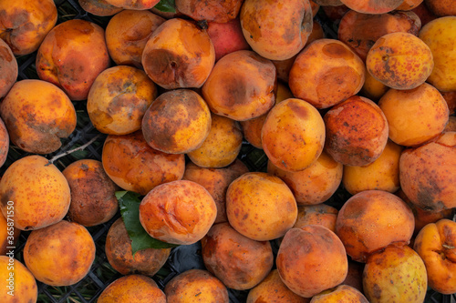 spoiled apricots as background close-up