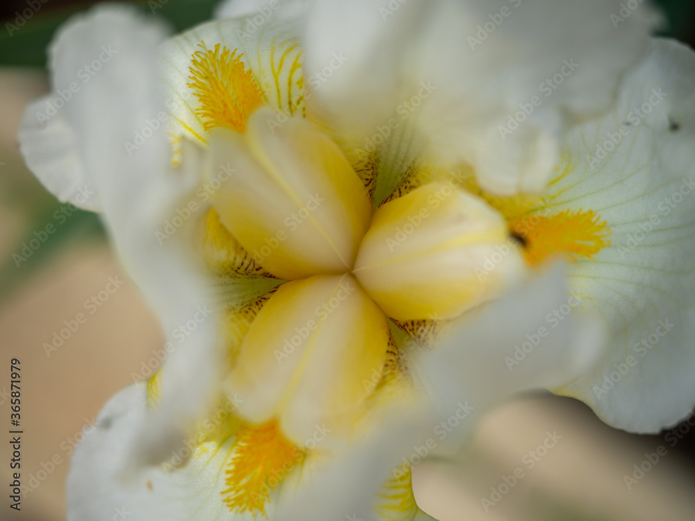 Fototapeta premium white iris flower close-up on a green background