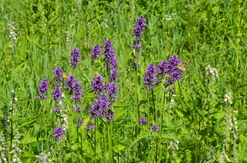 Betonica officinalis or stachys officinalis or common hedgenettle blooming purple plant photo