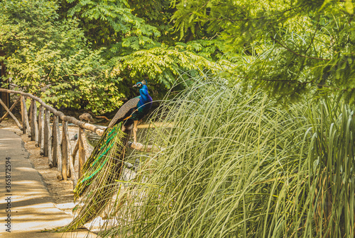 Na zdjęciu widzimy pawia indyjskiego (Pavo cristatus) chętnie pozuje do zdjęcia. W naturze występuje na Półwyspie Indyjskim. W Indiach jest świętym ptakiem.