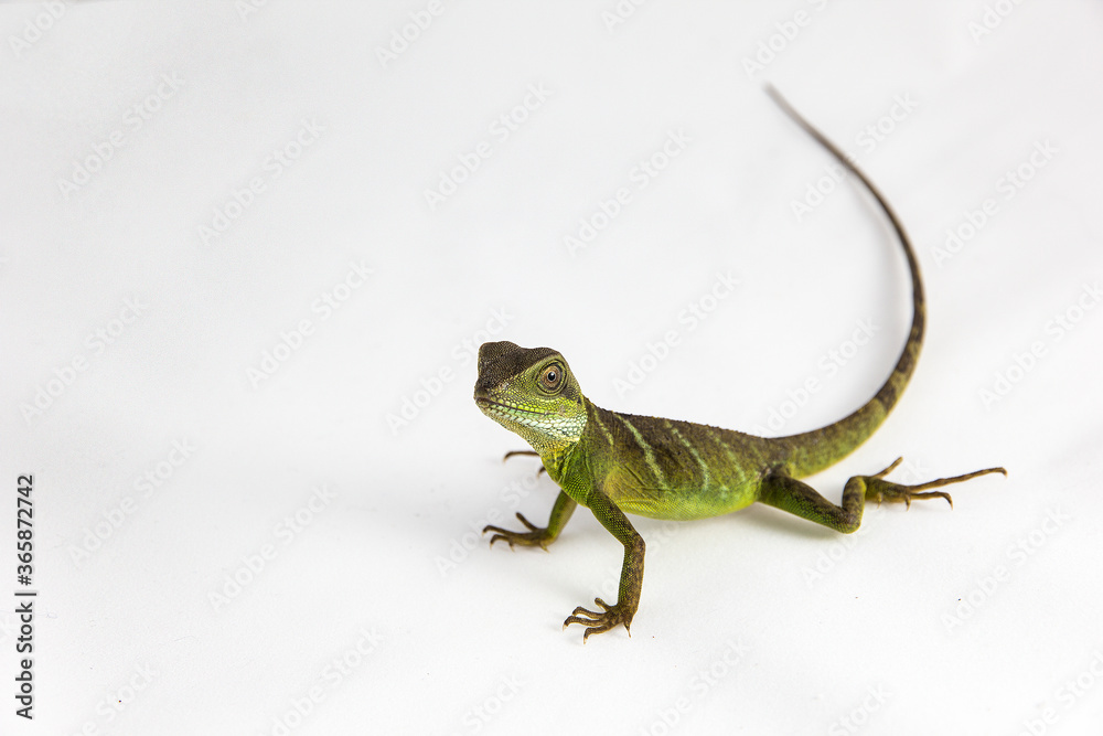 Fototapeta premium Physignathus cocincinus - a juvenile Chinese water dragon sitting on a white background. The face, legs and long tail of the cute reptile are visible on the side of the image. Lots of negative space.