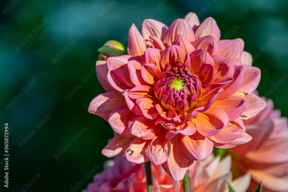 Obraz premium Pink dahlia petals macro, floral abstract background. Close up of flower beautiful dahlia in soft focus.