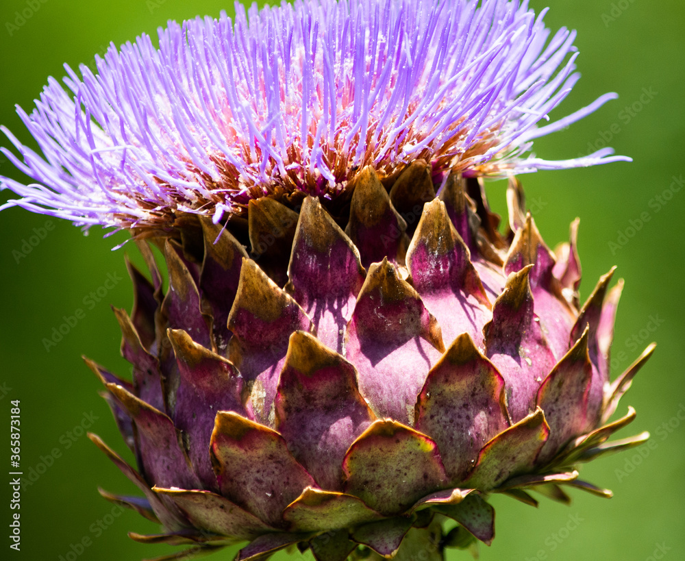 close up of a artichoke